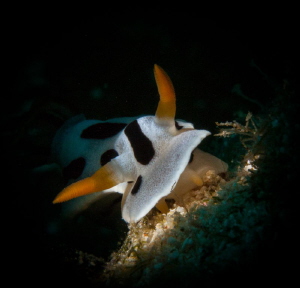 snooted Nudi by Steven Miller 